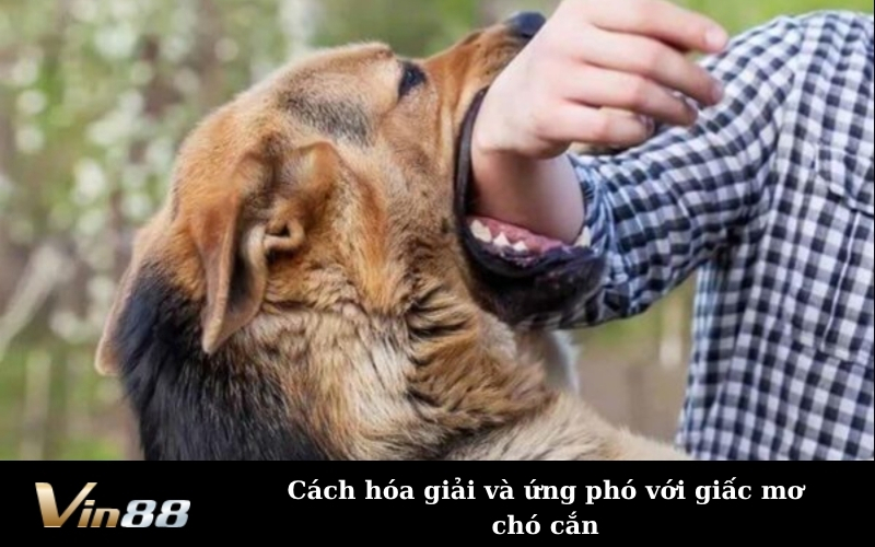 Cách hóa giải và ứng phó với giấc mơ chó cắn