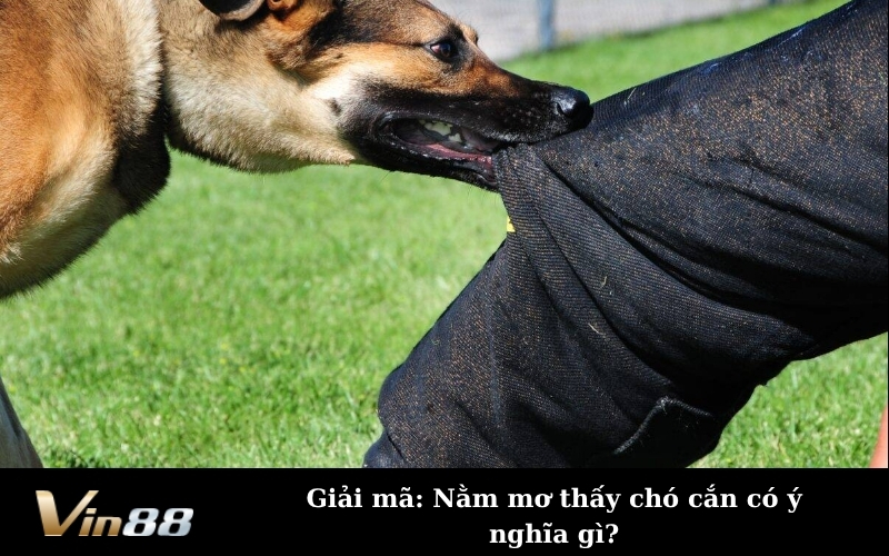 Giải mã: Nằm mơ thấy chó cắn có ý nghĩa gì?