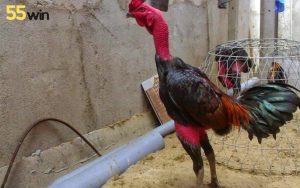 Cách xem đùi gà chọi: Thế nào là gà lực?