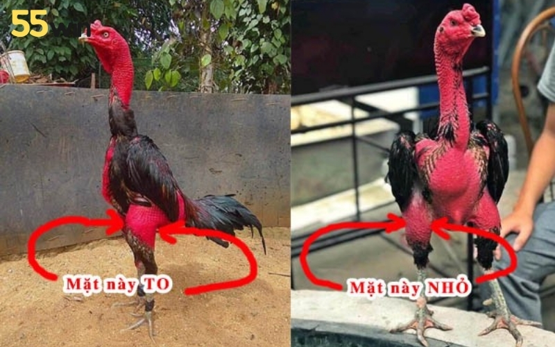 Kiểm tra độ cứng và săn chắc của cơ đùi