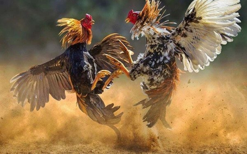 Cơ chế gây sát thương và tính chất đối kháng