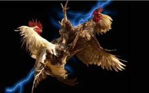 Sự khác nhau giữa hai hình thức thi đấu phổ biến