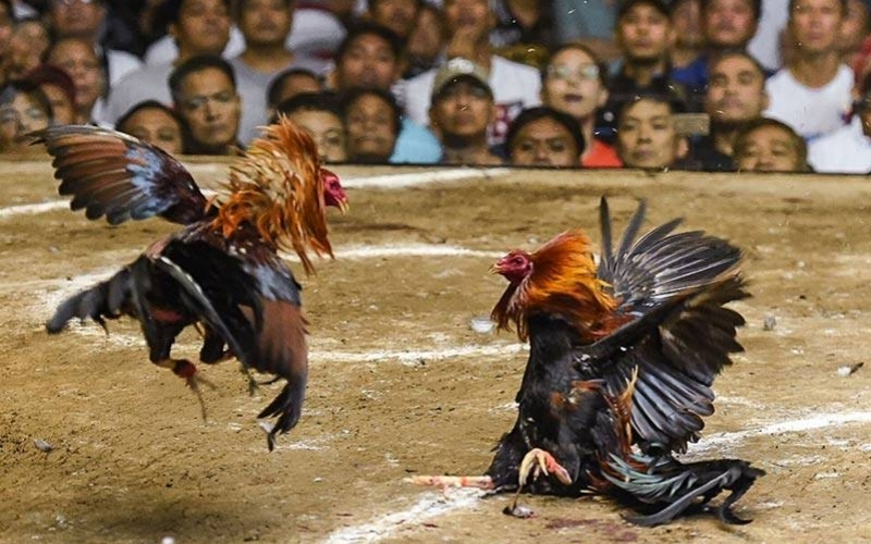 Tại sao hình thức xem đấu gà trực tuyến lại thu hút người chơi?